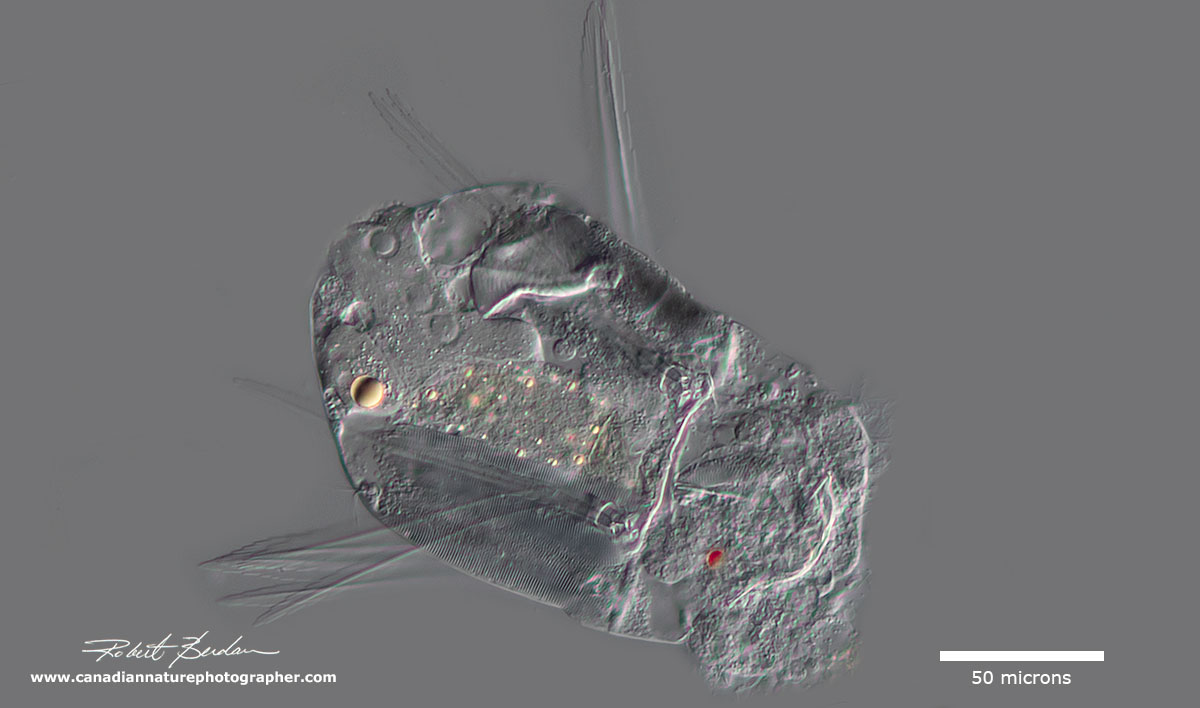 Monogonota rotifer (Polyarthra remata?) by Robert Berdan ©