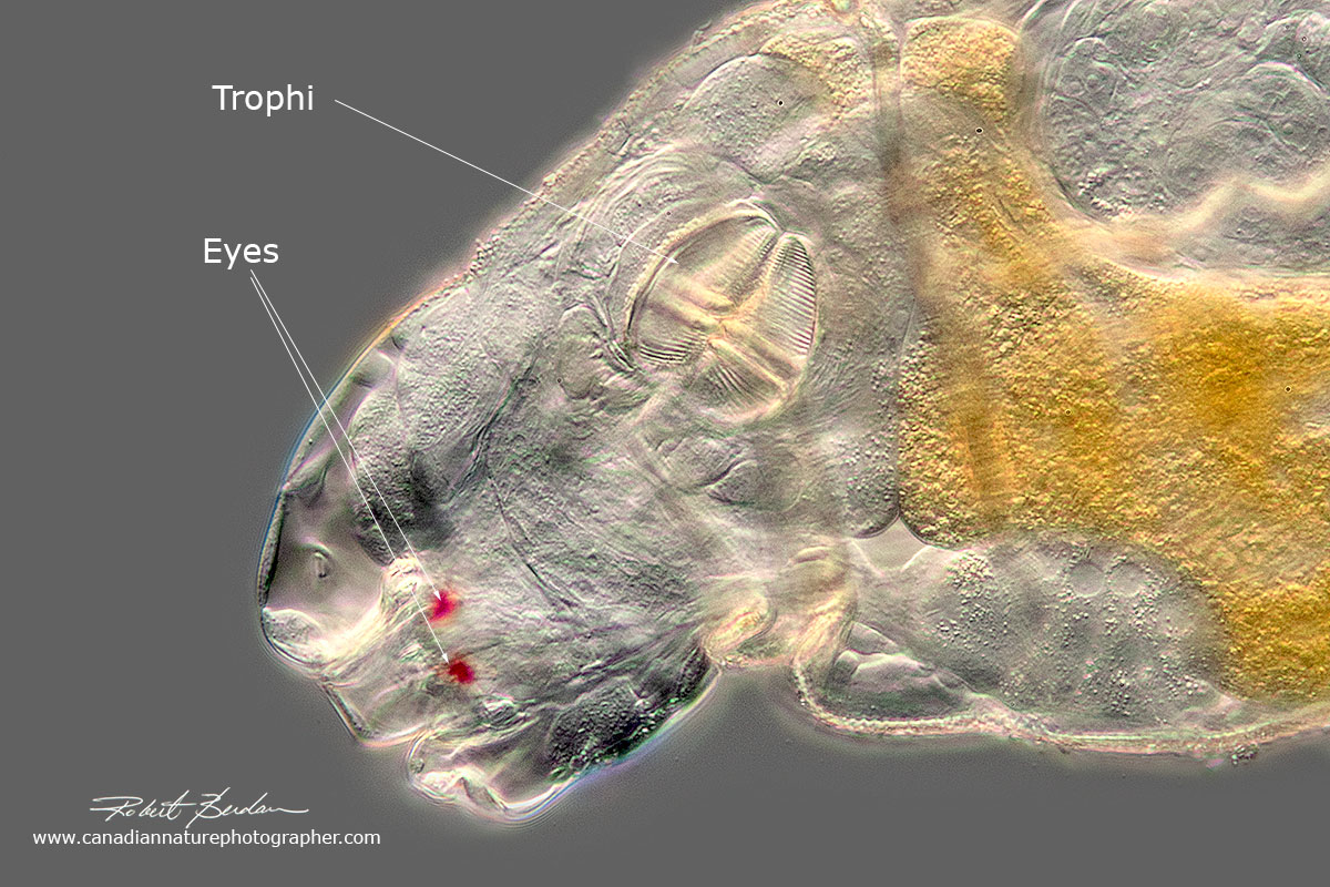 Rotifer Under Microscope Labeled