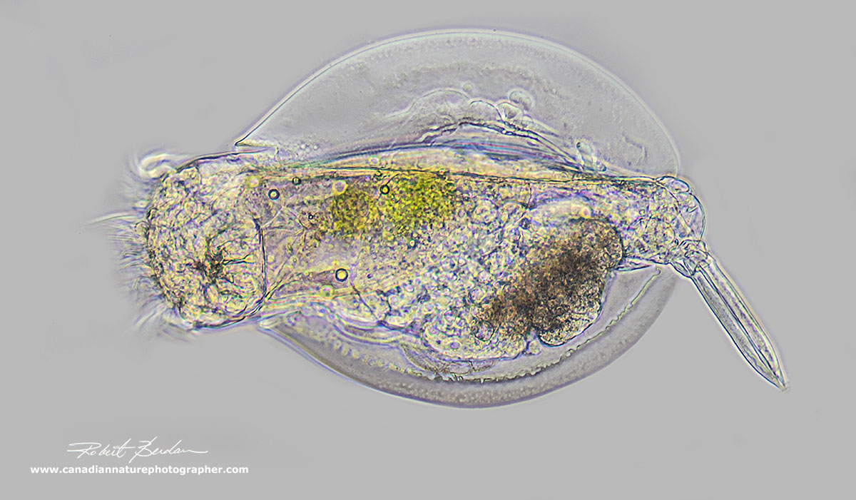 Lecane sp rotifer by Phase contrast microscopy by Robert Berdan ©