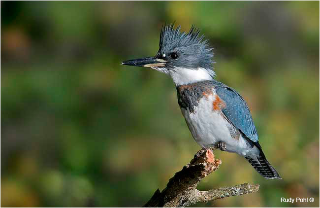 Belted King Fisher, Mud Lake, Ottawa by Rudy Pohl ©