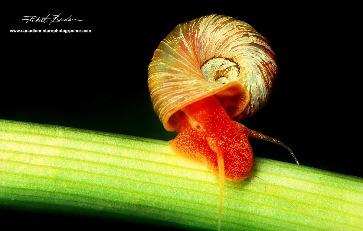 Snail Helisoma trivolvis by Robert Berdan ©