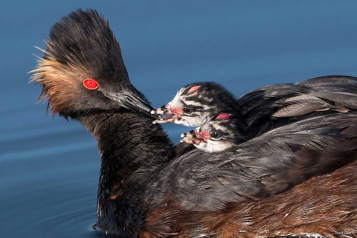 Eared Grebe with young  by Sharif Galala ©