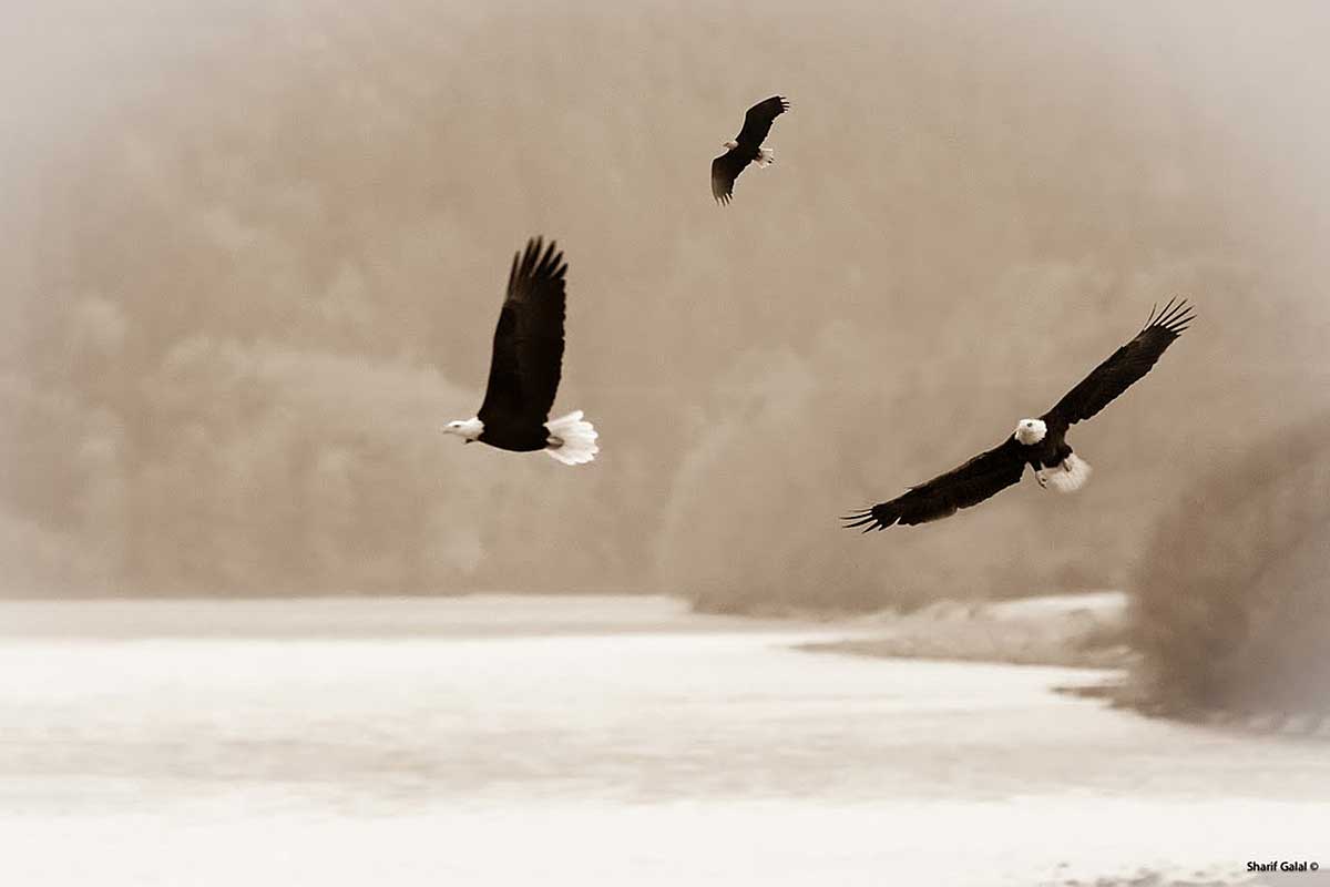 Brakendale Eagles in winter by Sharif Galal ©