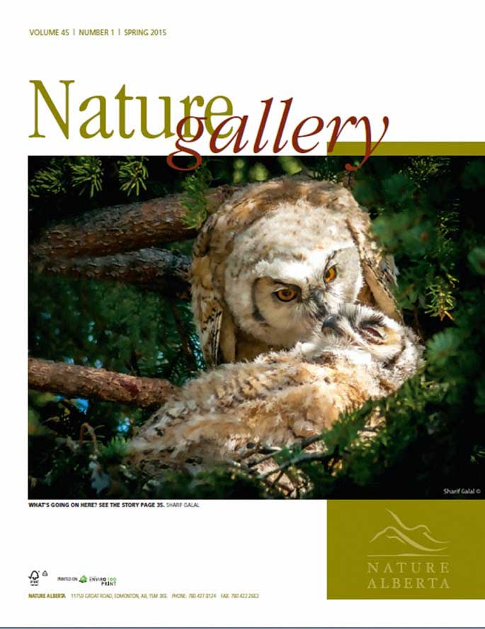 Nature story about owls in Nature Alberta by Sharif Galal
