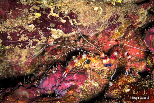 Boxer shrimp by Dr. Sharif Galal ©
