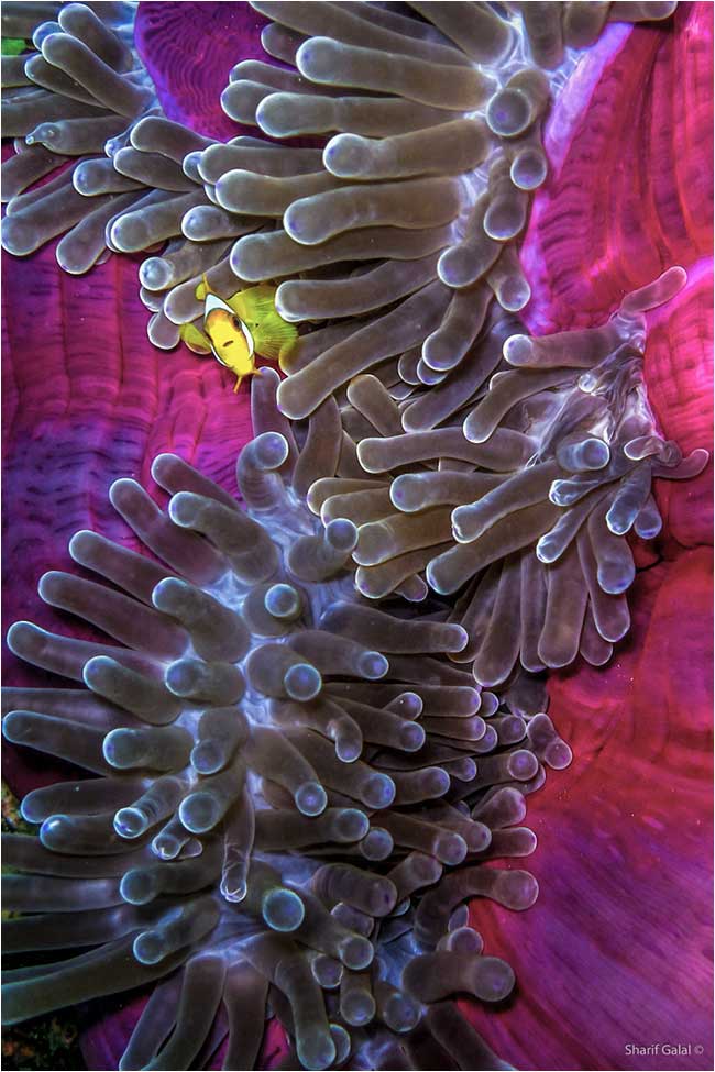 The clown fish (Amphiprion bicinctus) by Dr Sharif Galal ©