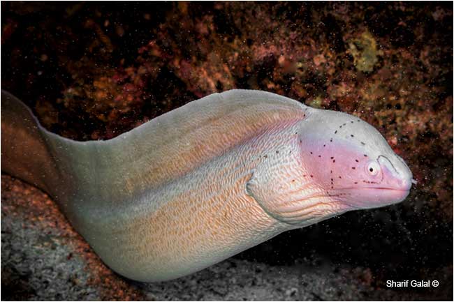 Grey eel (Gymnothorax griseus) by Dr. Sharif Galal ©