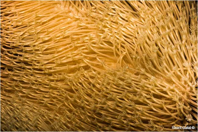Attractive elongated polyps of leather coral (Sarcophyton) by Dr. Sharif Galal ©