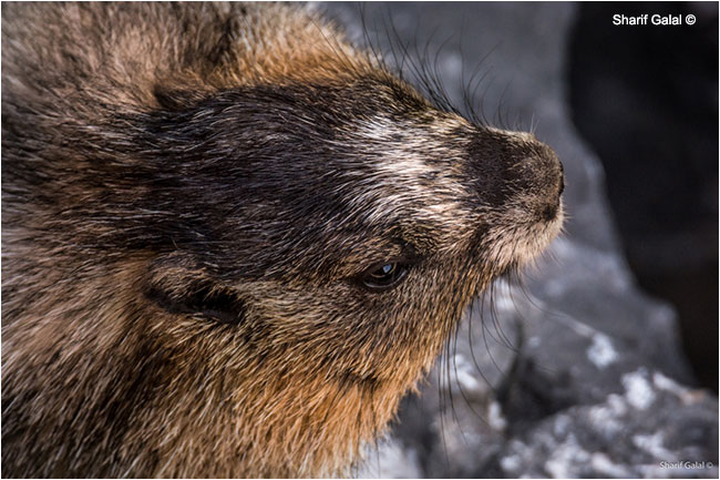 Hoary Marmot by Sharif Galal ©