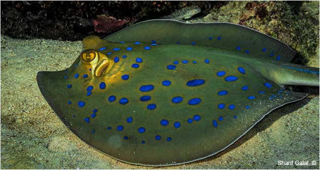 Blue-spotted stingray (Taeniura lymma) by Dr. Sharif Galal  ©