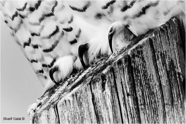 Closeup of talons on a female snowy owl  by Dr. Sharif Galal ©