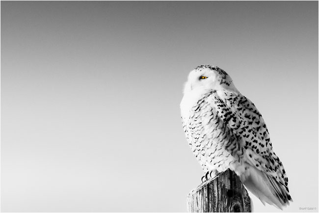 Female snowy owl  by Dr. Sharif Galal ©