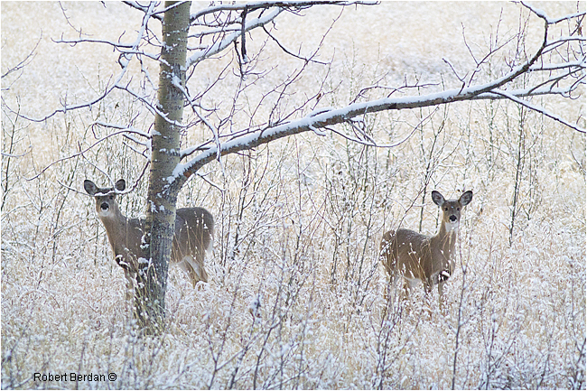 White-tail Doe and Fawn by Robert Berdan ©