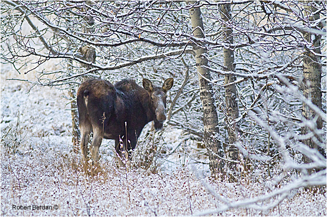 Moose by Robert Berdan ©