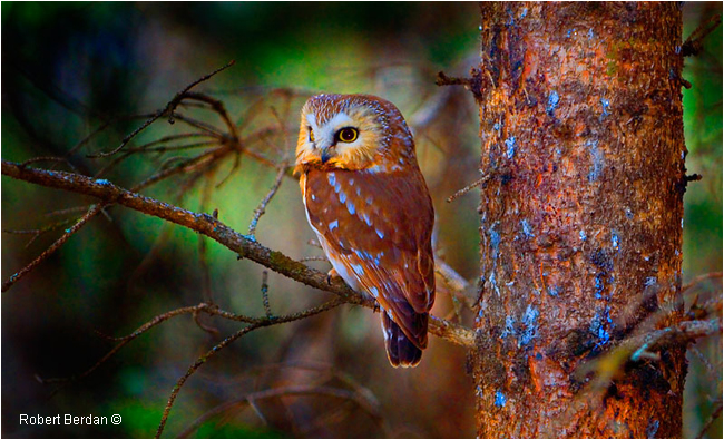Northern Saw Whet Owl by Robert Berdan ©