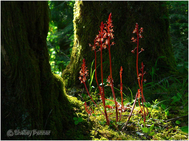 Spotted Coralroot by Shelly Penner ©