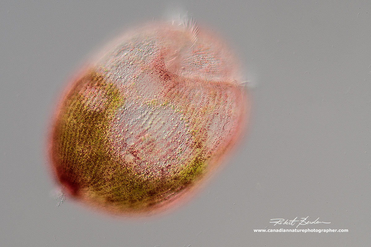 Stentor amethystinus - purplish red cortical granules by Robert Berdan ©