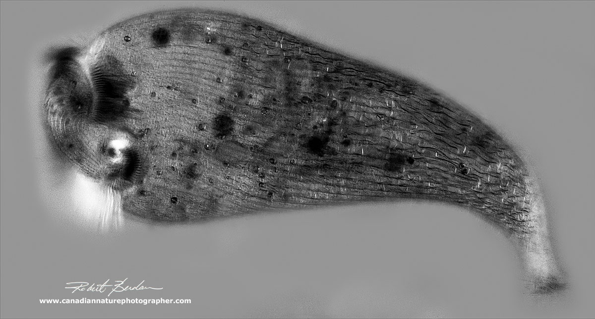 Polarized light micrography of Stentor, negative image 200X by Robert Berdan ©