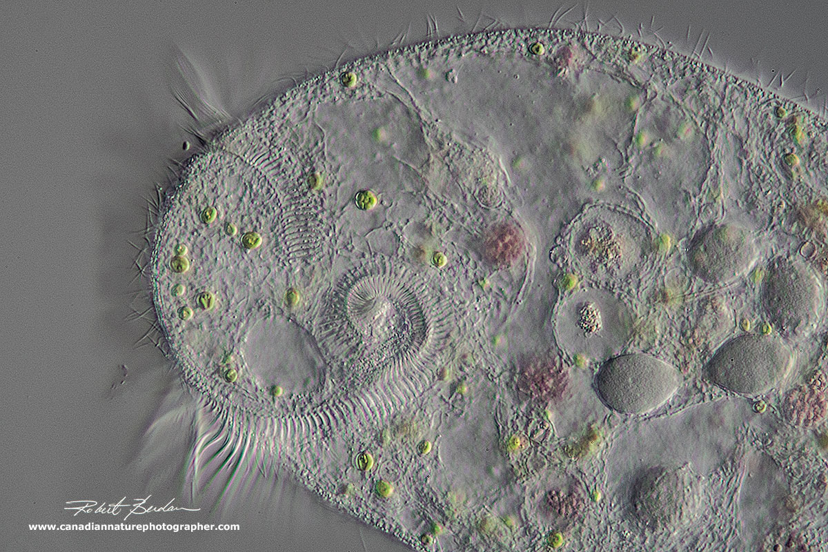 Stentor membranelles that form a circle leading to the cytosome by Robert Berdan ©