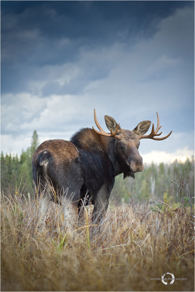 Moose by Stephen Elms ©