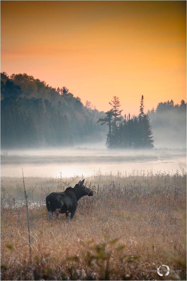 Moose in the morning mist by Stephen Elms ©