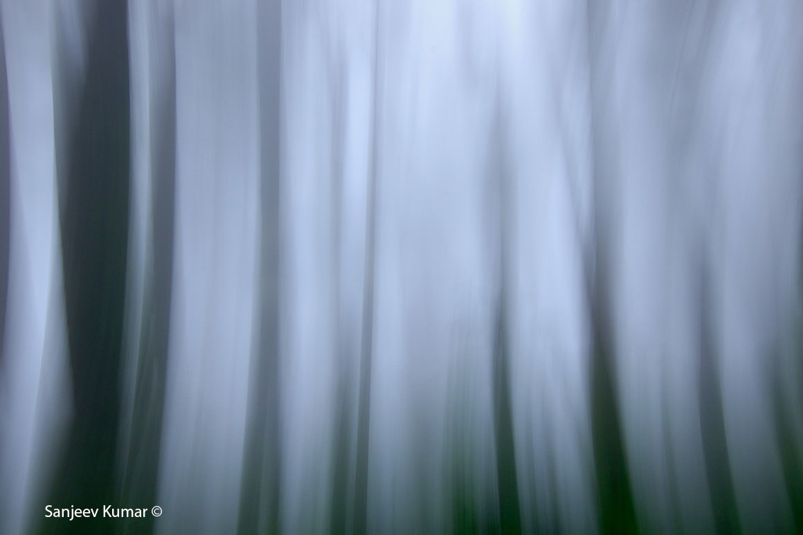 Motion Blur forest Sanjeev Kumar ©