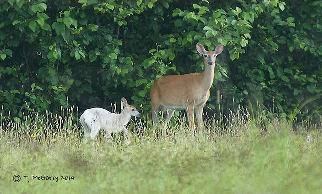 White-tailed Deer leucism by Tammy McGarry ©