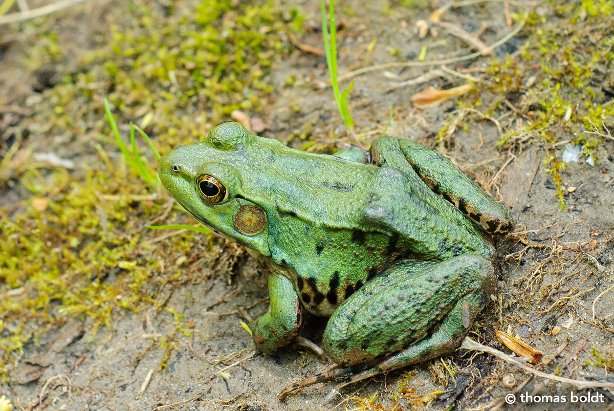 Green Frog (Lithobates clamitans) by Thomas Boldt ©