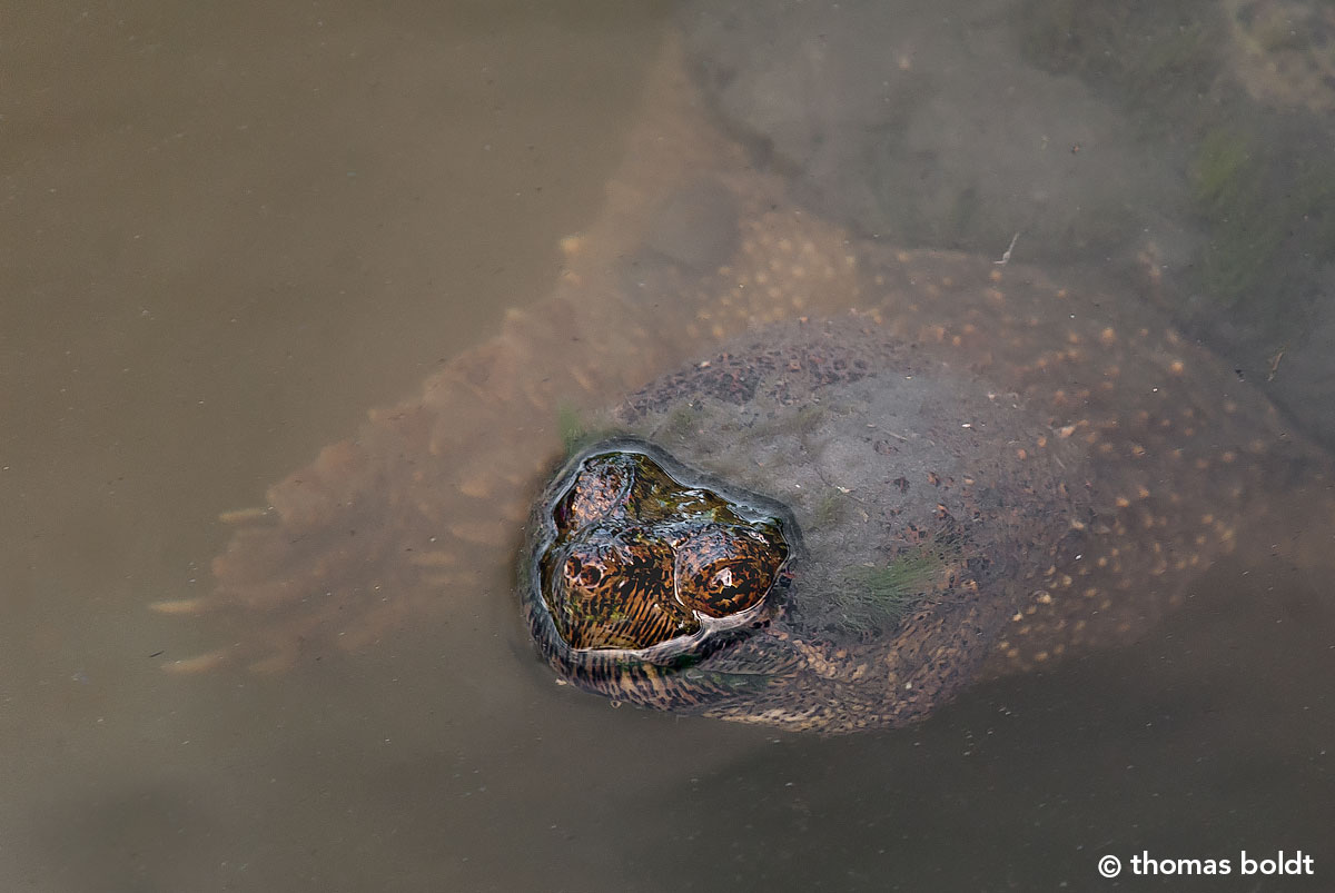 Snapping Turtle (Chelydra serpentina) by Thomas Boldt ©