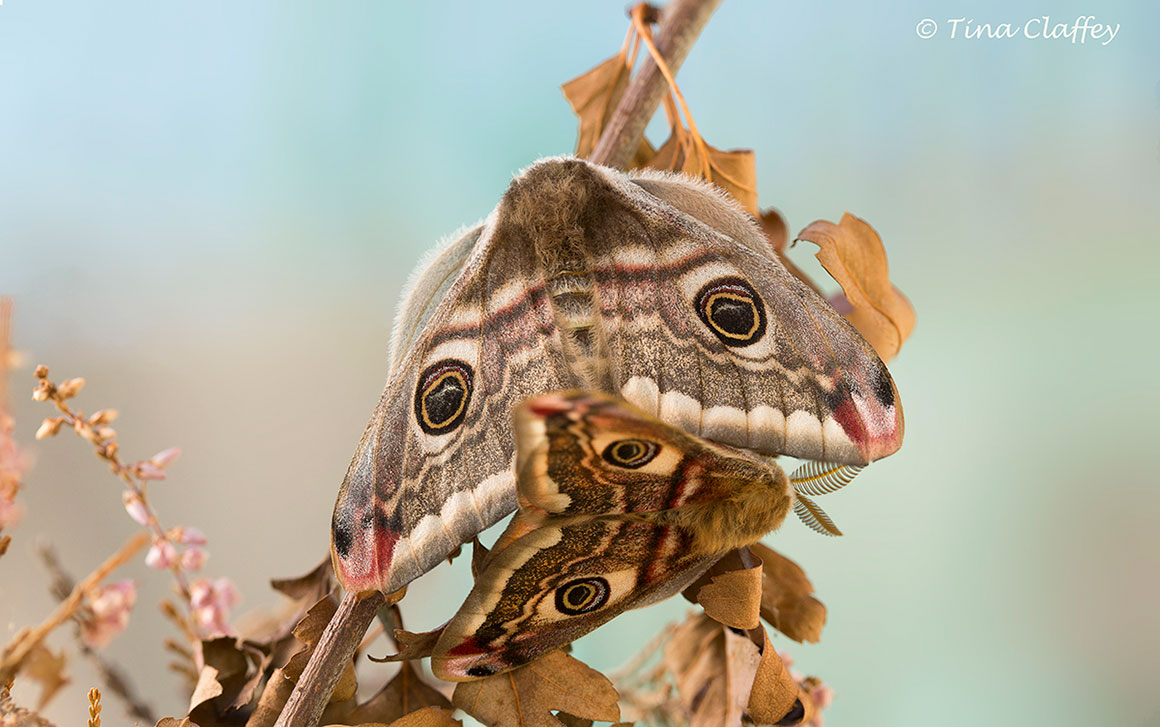 Mating Emperor Moths, Birr, Co. Offaly, Ireland by Tina Claffey ©