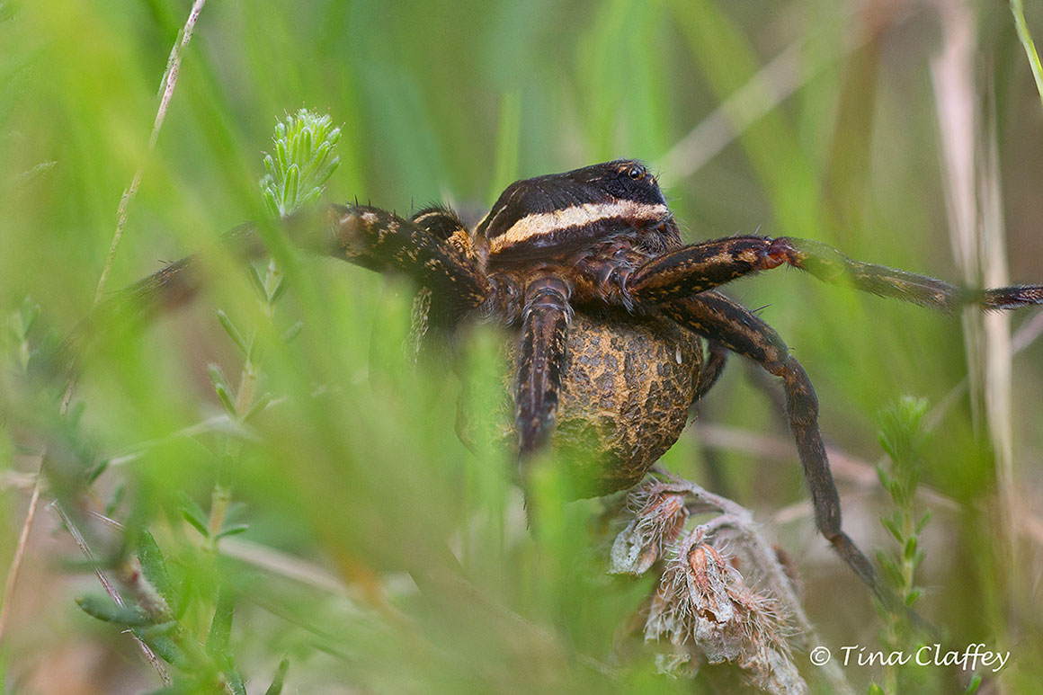 Raft spider with her egg sac, Cloncrow bog, Co. Westmeath by Tina Claffey ©