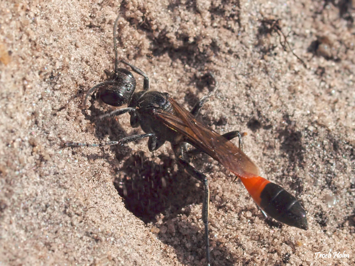 Ammophila sabulosa, the Red-banded Sand Wasp, of the hunting wasp family Sphecidae by Troels Holm ©