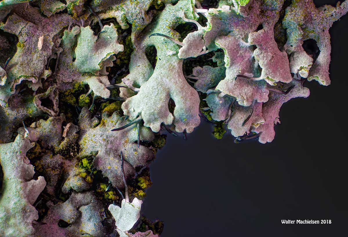 Lichen up close by Walter Machielsen ©