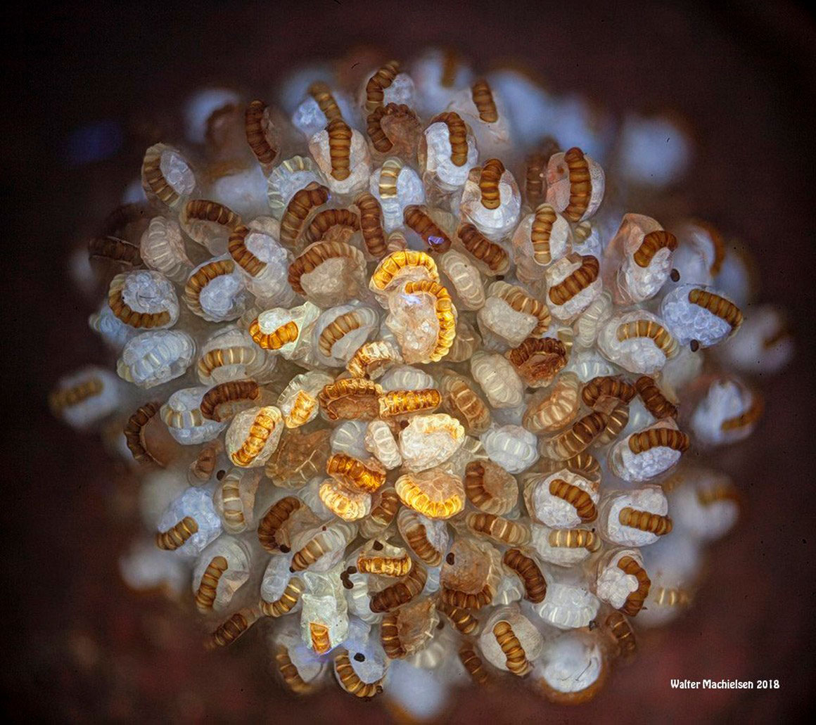 Sporangia 2  Walter Machielsen ©