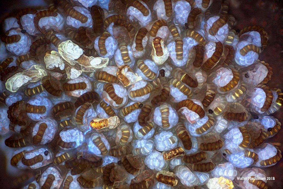 Sporangia 3 Walter Machielsen ©