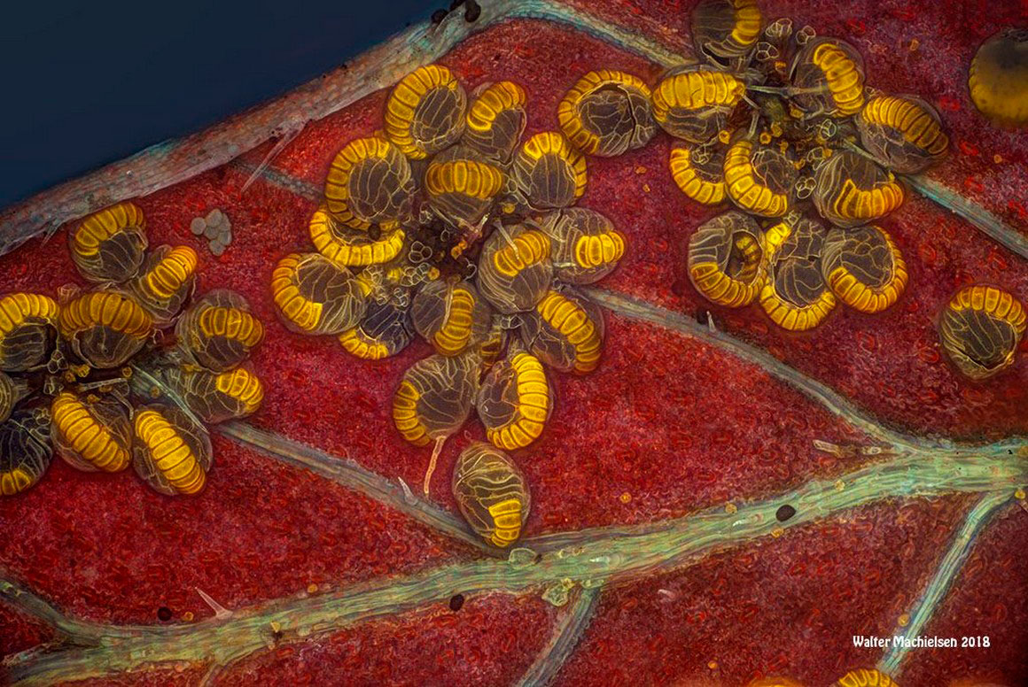  Sporangia 4 Walter Machielsen ©