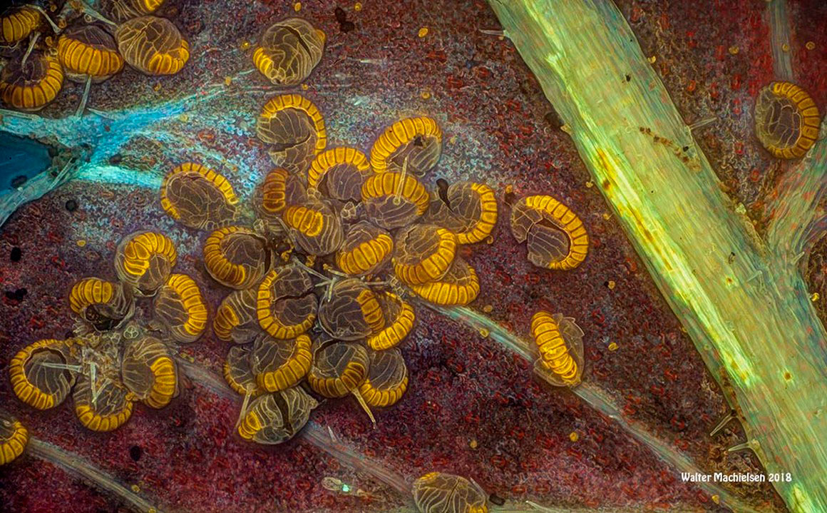  WSporangia 5 Walter Machielsen ©