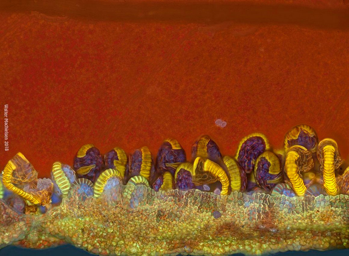  Sporangia 6  Walter Machielsen ©