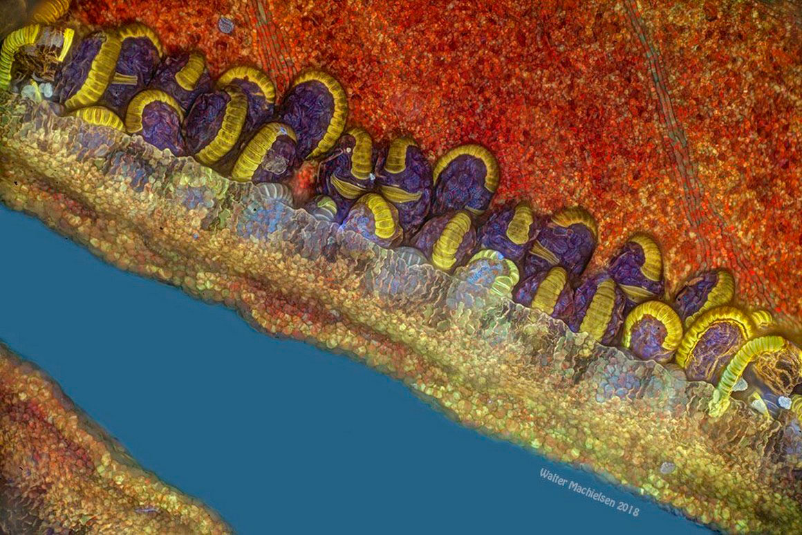 Sporangia 7