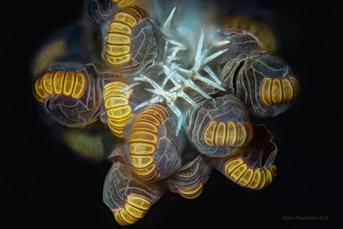 Sporangia 8 Walter Machielsen ©