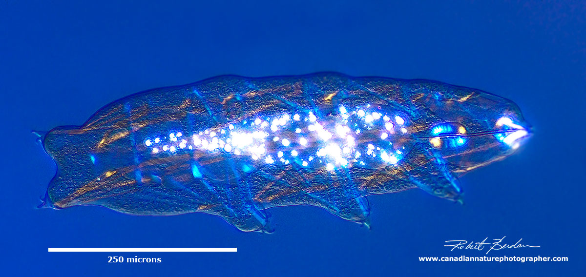 Diphascon species view by Polarized light microscopy by Robert Berdan ©