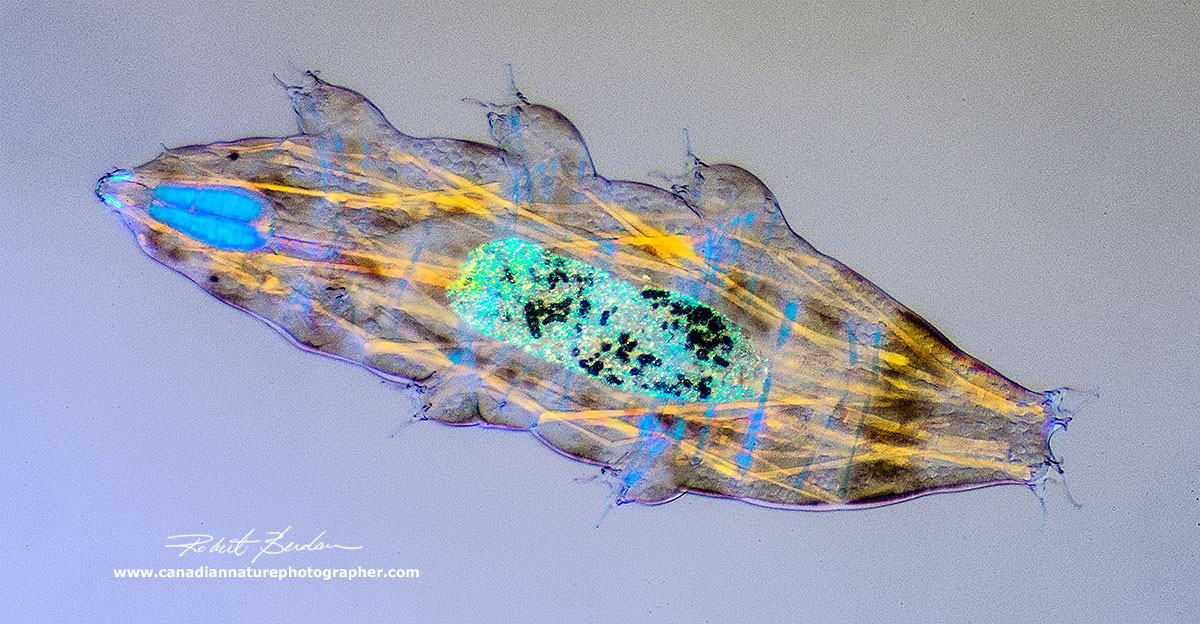 Milenisium tardagradum photographed with polarized light microscopy showing the muscle arrangements by Robert Berdan ©