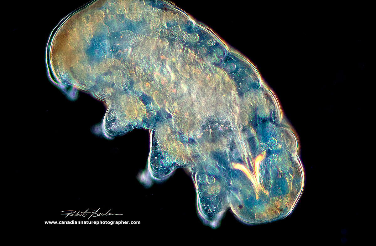 Water bear 200X Darkfield microscopy, Zeiss Axioscope by Robert Berdan ©