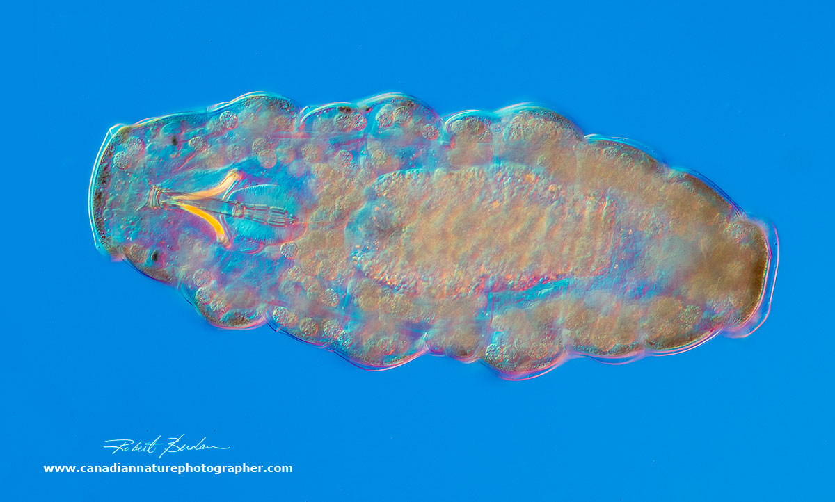 Water bear (Tardigrade) Dorsal view 200X DIC microscopy  by Robert Berdan ©