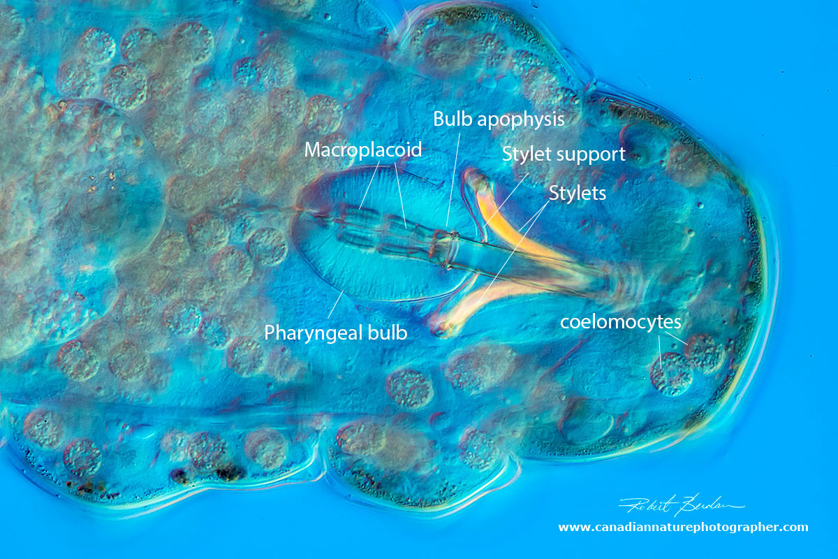 Tardigrade Buccal-Pharyngeal apparatus DIC microscopy by Robert Berdan ©