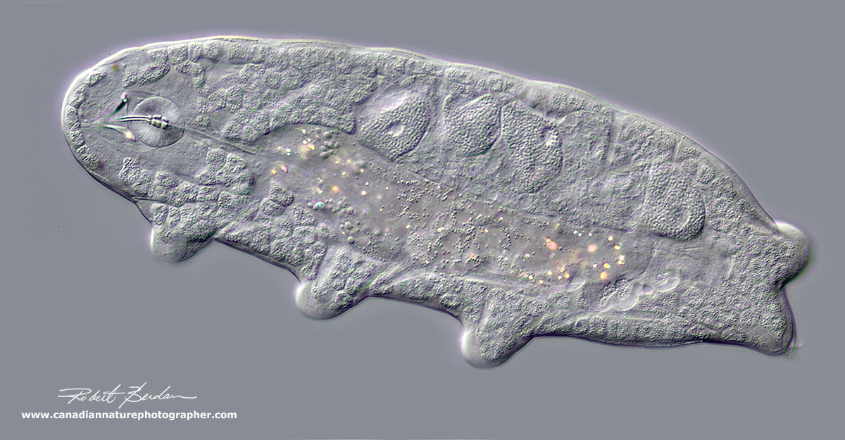Water bear from the side 200X DIC microscopy by Robert Berdan ©