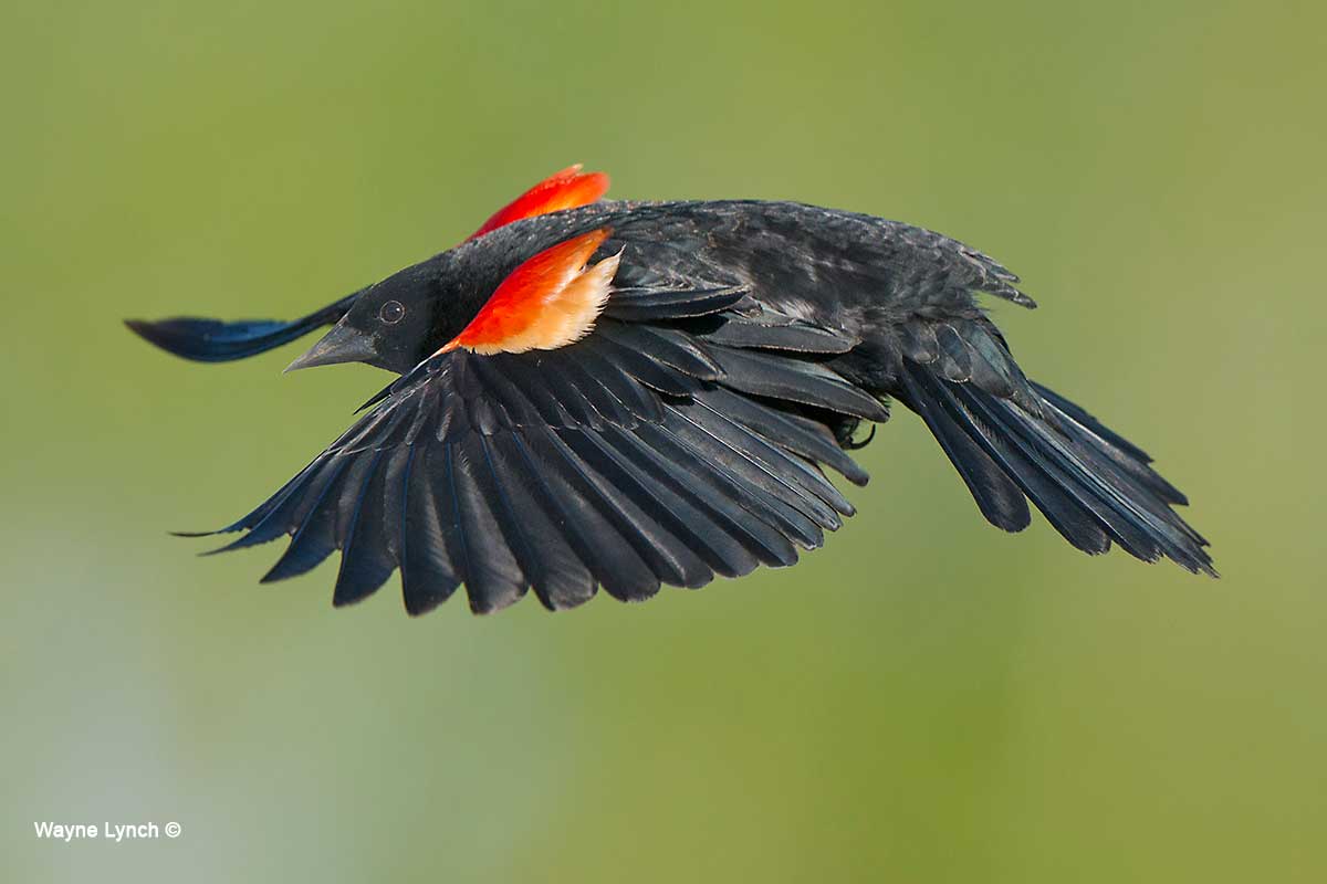 Red -winged Blackbird  by Dr. Wayne Lynch ©
