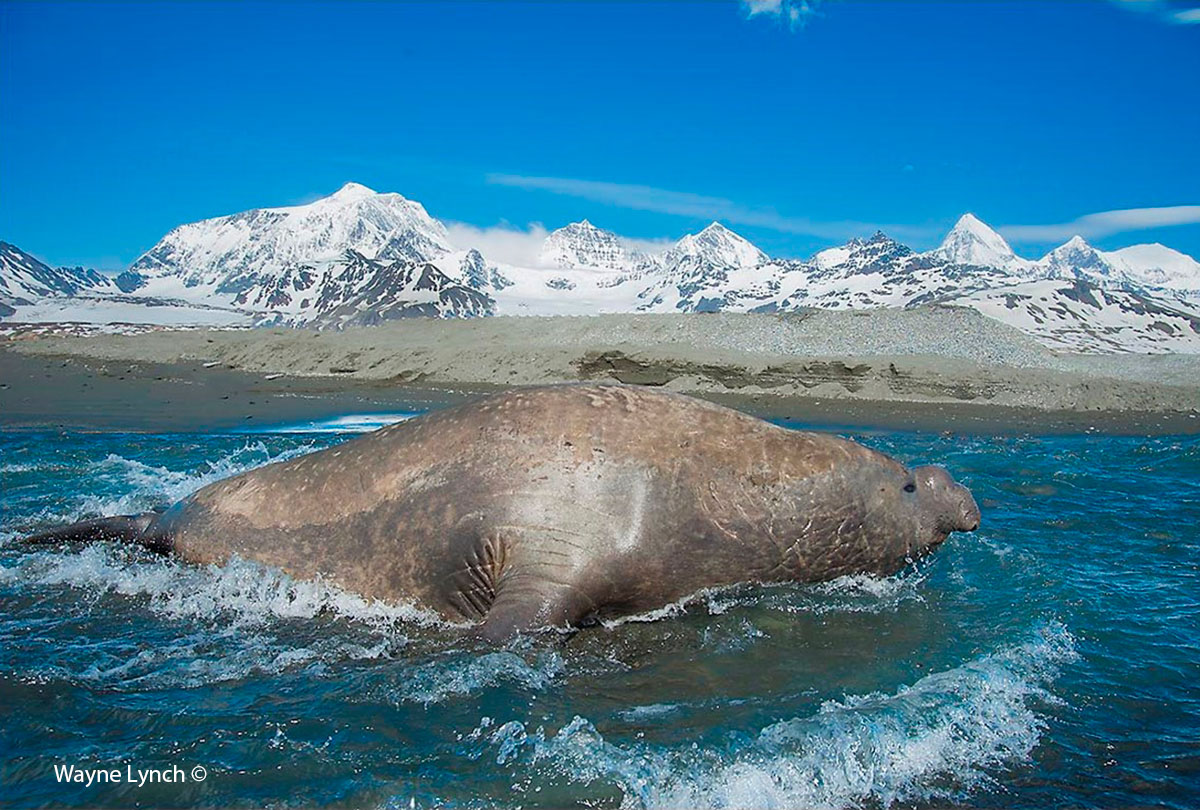 Elephant seal  by Dr. Wayne Lynch ©
