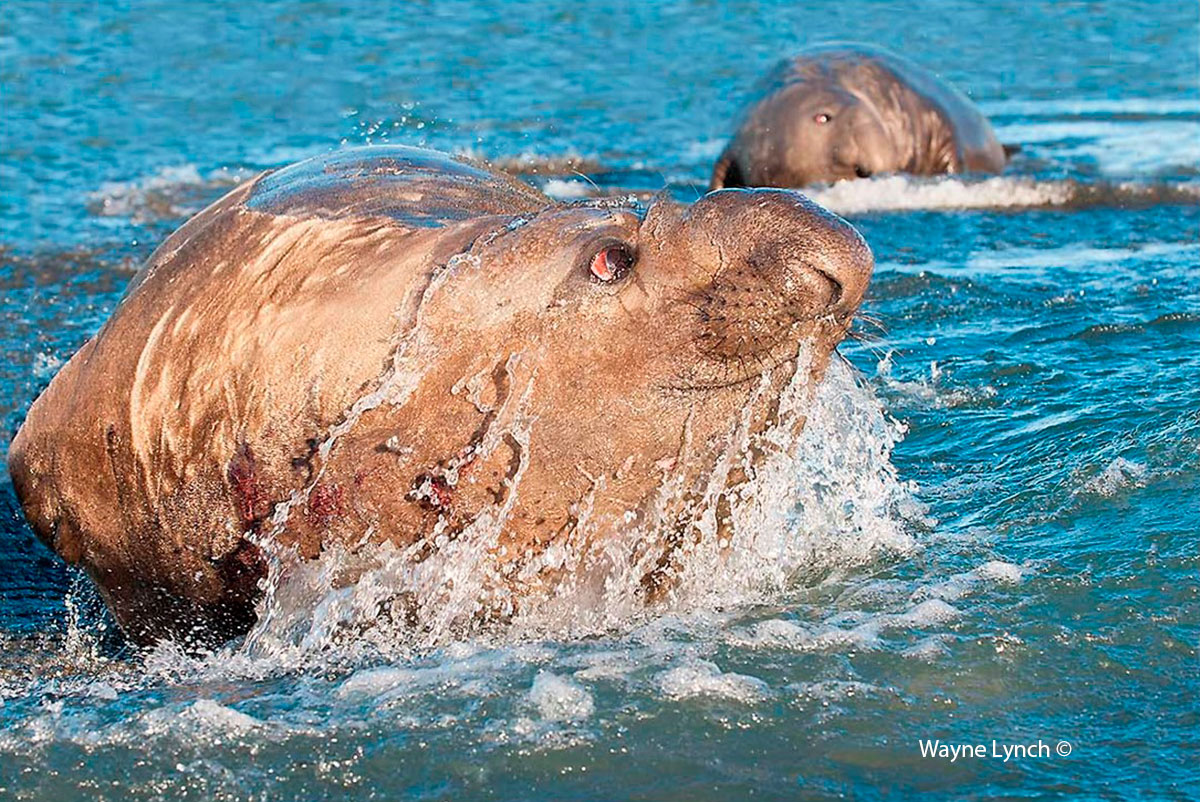 Elephant Seal by Dr. Wayne Lynch ©