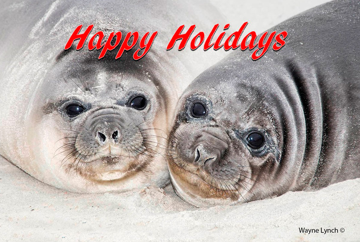 Happy Holiday Greetings Elephant Seal pups by Dr. Wayne Lynch ©